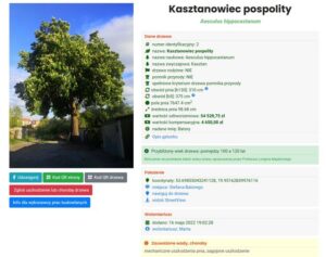 Kasztanowiec na ul. Batorego – Interwencja!